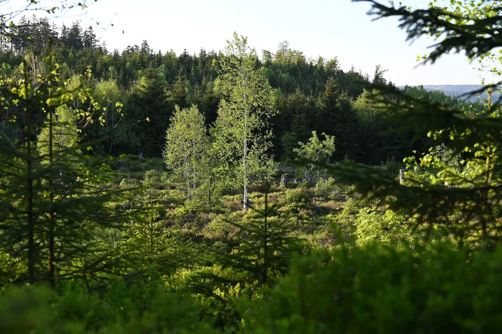 Black Forest landscape for scenic route map planning
