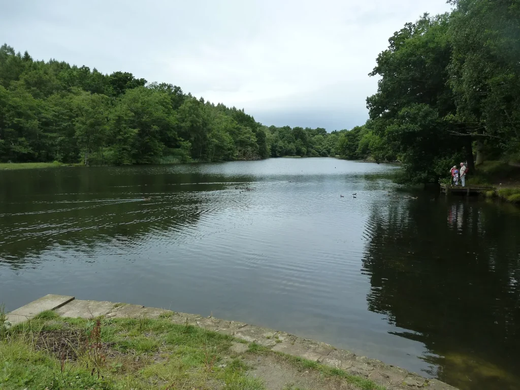 Cannop Ponds in the Forest of Dean