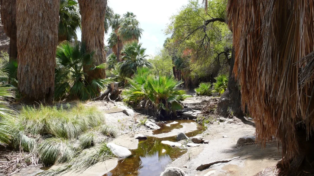 Palm oasis and desert landscape in Indian Canyons near Palm Springs