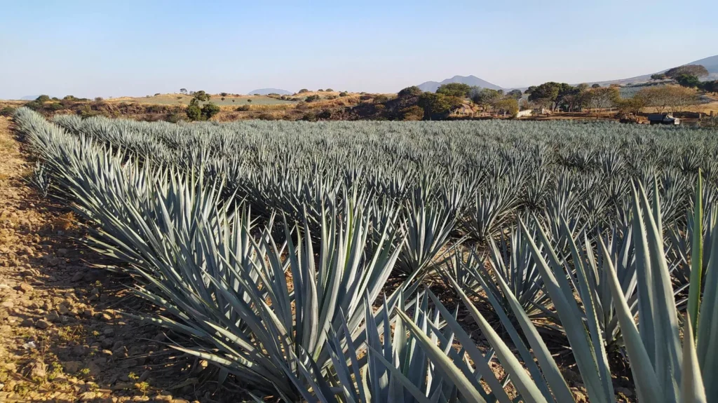 Agave landscape near Tequila in Jalisco