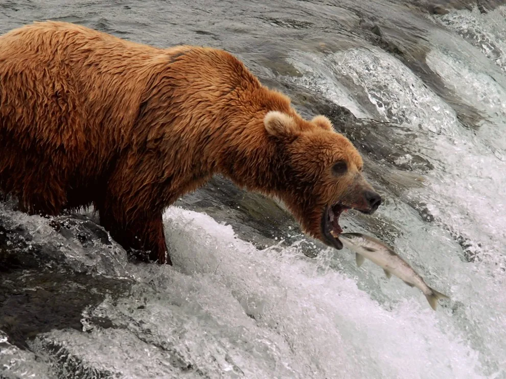 Brown bear at Brooks Falls while salmon leap upstream