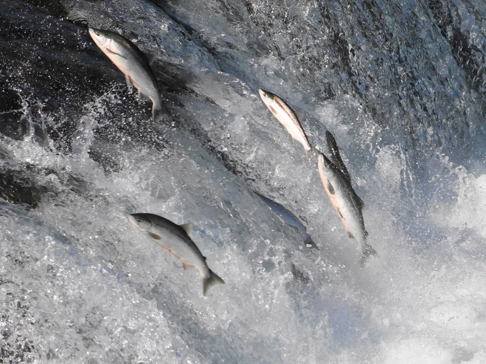 Salmon jumping at a Katmai waterfall