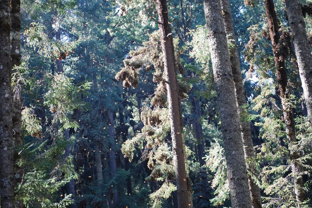 Monarch butterflies clustered at Sierra Chincua in Mexico