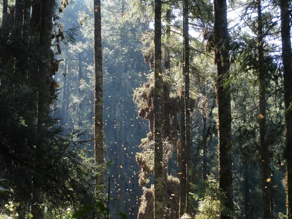 Oyamel fir forest at Sierra Chincua monarch sanctuary