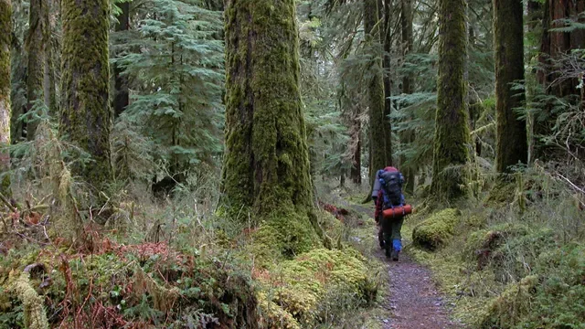 Hiker walking through the Hoh Rain Forest