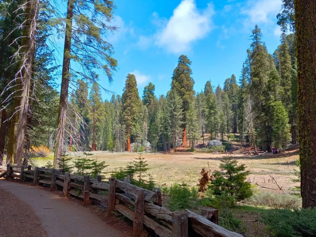 Big Trees Trail meadow and sequoia grove